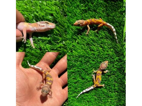 Leopard geckolar