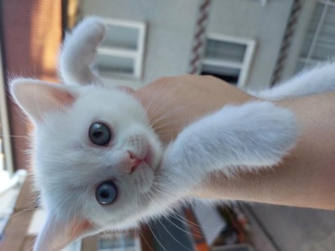 British shorthair kedimize yuva arıyoruz