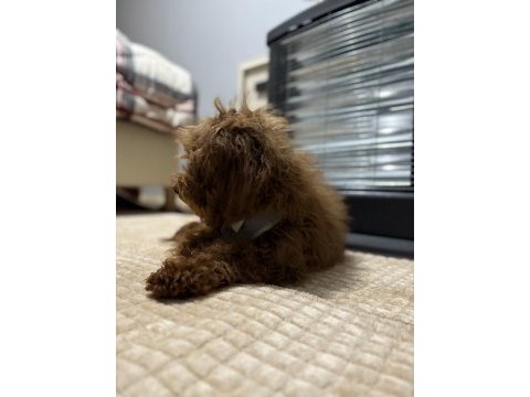 Toy poodle brown