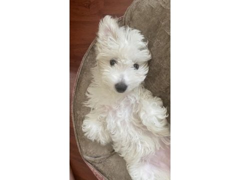 Maltipoo 4 aylık eğitimli