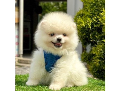 Sevimli pomeranian boo yavrularımız