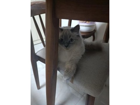 Ragdoll cinsi kızıma eş arıyorum