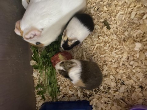 Ginepig yavrusu