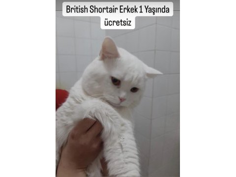 Ücretsiz british shortair erkek 1 yaşında kızgınlıkta