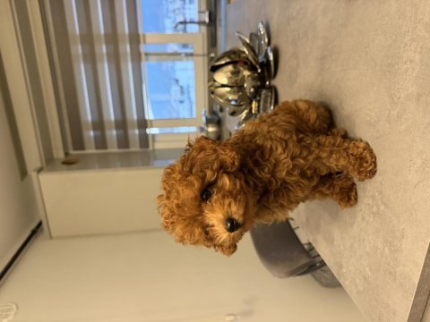 Erkek toy poodle