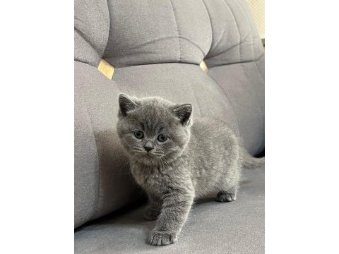 Orjinal british shorthair