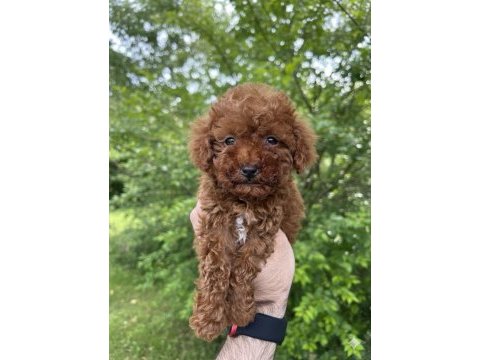Safkan kore kan uygun fiyat sağlık garantisi poodle