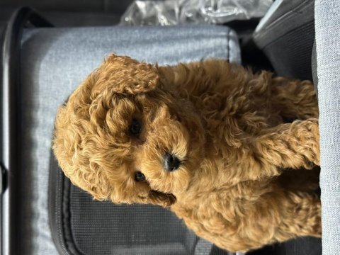 Toy poodle güzelliği