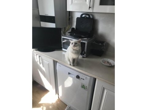1 yaşında erkek british shorthair