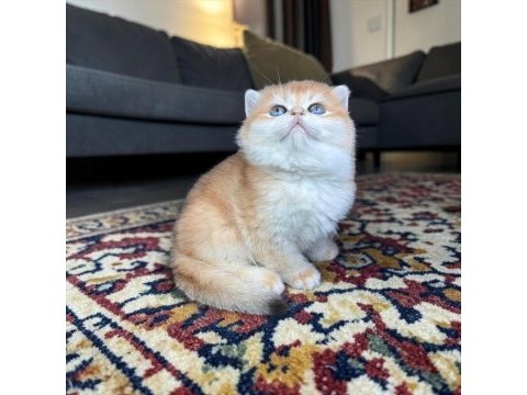 Show kalite soy ağacı belli yavru kediler