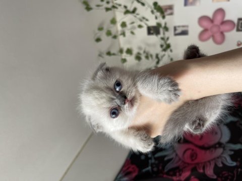 2 aylık safkan scottish fold bebekler