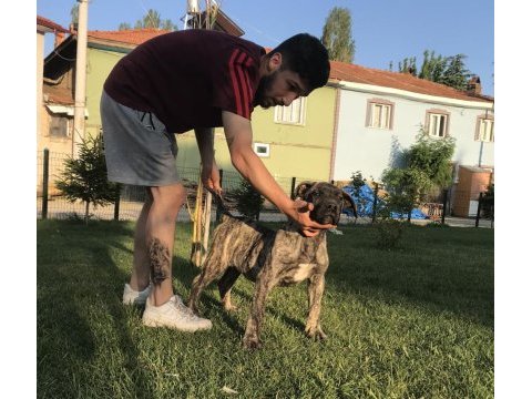 4.5 aylık dev erkek presa canario yavru