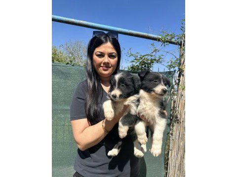 Zeka küpü border collie yavrularım
