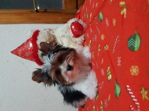 4 aylık biewer yorkshire terrier