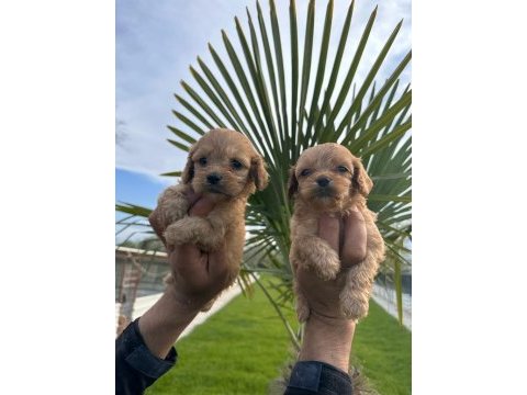 Toy poodle yavrularımız