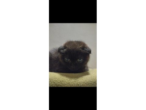 Scottish fold erkek siyah