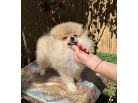 Saf kan pomeranian boo erkek