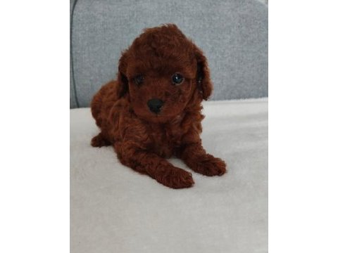 Ruhsatlı köpek çiftliğinden toy poodle yavrularımız