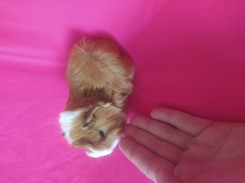 Anne altından kendi ginepig yavrularım