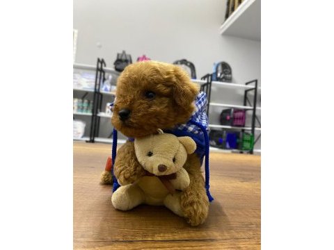 F1 maltipoo köpeği yavrular