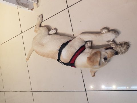 4 aylık golden retriever yavrusu