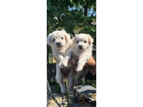 Harika maltipoo yavrular