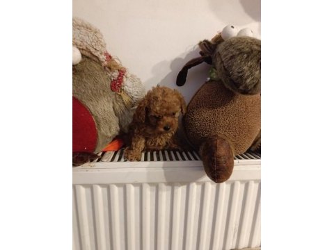 Toy poodle kendi köpeğim