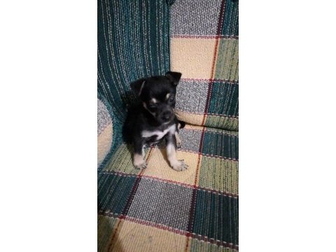 Orjinal pinscher minyatür 0 numara dişi