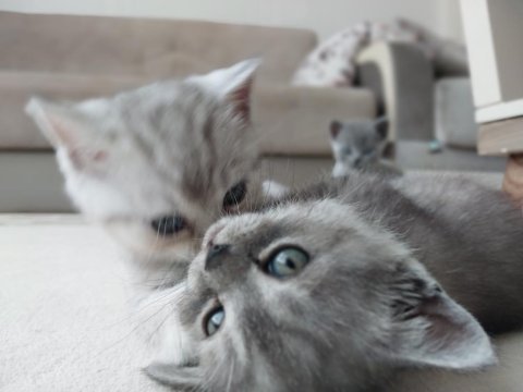 British shorthair cinsi yavrularımız yeni evlerini arıyor
