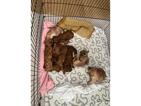 2 erkek 1 dişi poodle