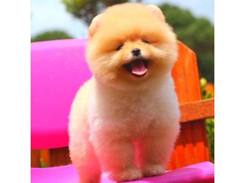 Pomeranian boo ayıcık surat üst kalite bebekler