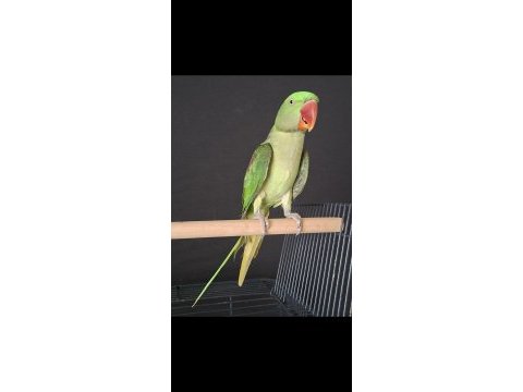 Erkek jumbo boy alexander