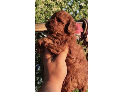 Sağlık ve ırk garantili teacup poodle