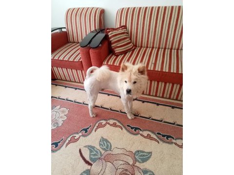 Chow chow 9 aylık