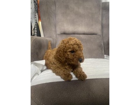 Mini boy maltipoo erkek yavrum