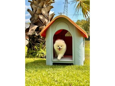 Pomeranian bebeklerimiz istanbul