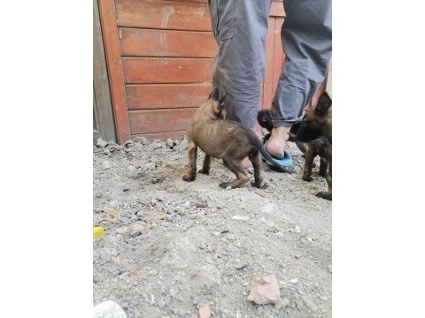 Orjinal maskeli aşırı hareketli belçika kurdu