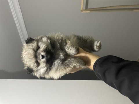 50 günlük pomeranian