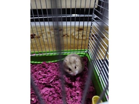Cok sevimli hamster