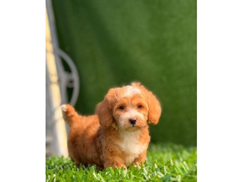 Kendi maltipoo yavrularım dişi ve erkek mevcut