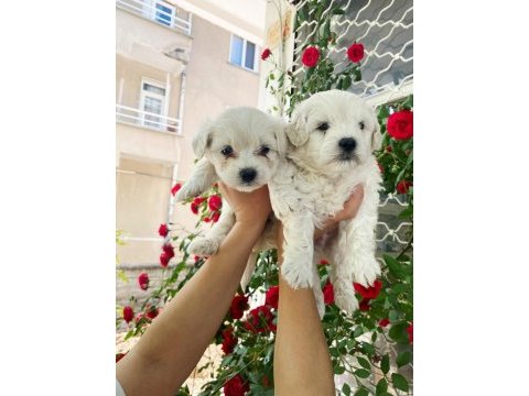 O numara maltese terrier bebekler