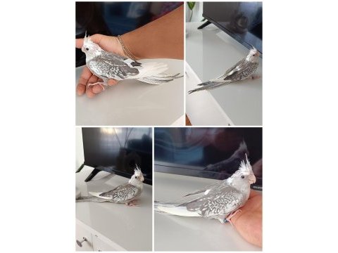 Ev üretimi wf perl 45 günlük sultan papağanı
