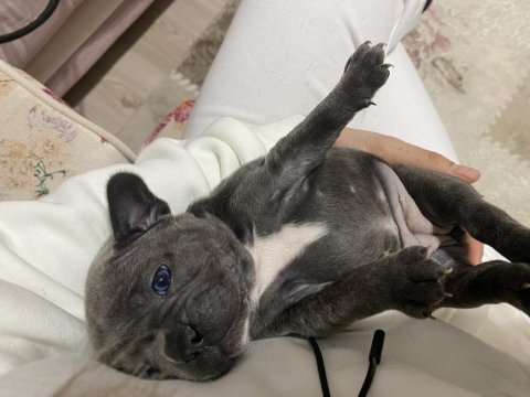 French bulldog yavrular