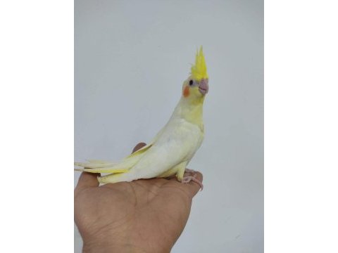 Konuşan hic susmayan full evcil sultan papağanı