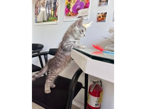 Maine coon kaçıran üzülür
