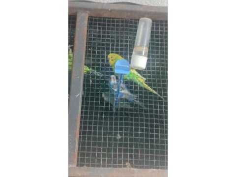 Acil satılık muhabbet kuşu çiftler sudan ucuz