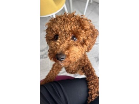 Toy poodle dişi