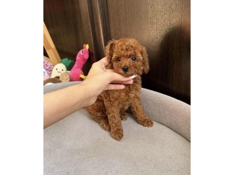 Toy poodle yavrumuz
