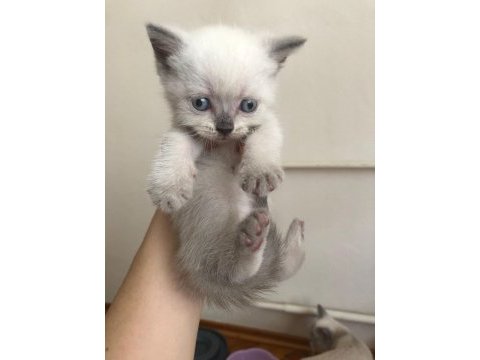 Yavru british longhair blue eyes
