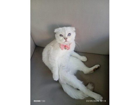 Scottish fold erkek kedimiz